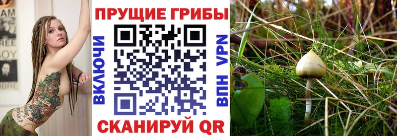 наркотики маркетплейс телеграм Галлюциногенные грибы прущие грибы Яхрома